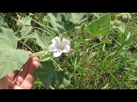 Video: Althea Officinalis - Egenskaber, Indikationer Til Brug