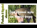 Сошла крупная щука или утренний фидер