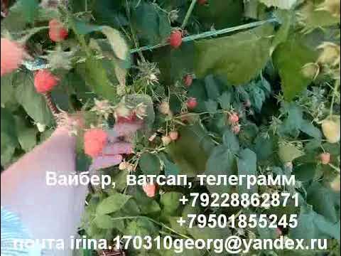 Малина ремонтантная оранжевое чудо. - YouTube