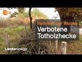 Gesetzeswidrige Totholzhecke am Rhein | Hammer der Woche vom 07.11.20 | ZDF