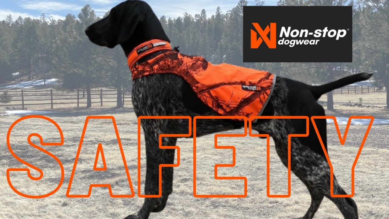 Image showcasing Dog Safety Gear for Outdoor Adventure from Non-Stop Dogwear - YouTube