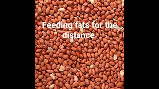 Feeding Racing Pigeons Fats For Distance Racing
