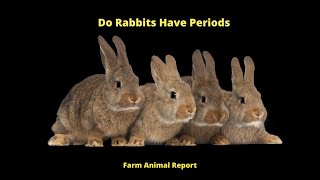 Do Rabbits have Periods
