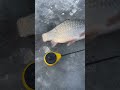 #fishing #рибалочка #carpfishing #ribalka #carp #карась #зимоварибалка