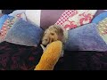 Murphy Pupdate 2