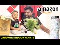 🌴UNBOXING🌴 Indoor Plants for Studio  | Natural Air Purification Plants