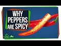 The Real Reason Peppers are Spicy
