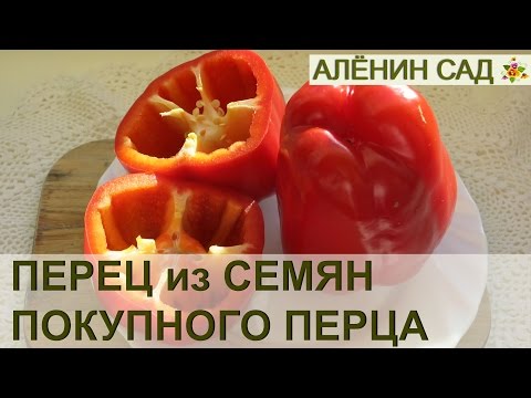 Видео: Выращивание семян перца из продуктового магазина - Вырастет ли купленный в магазине перец