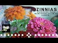 CUIDADOS de las plantas Y MANTENIMIENTO DE LAS Zinnias, Mi diario de Jardin