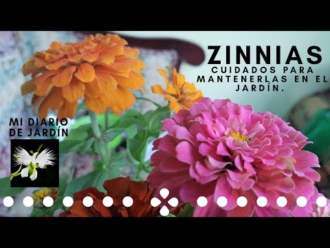 Video: Cultivo de plantas de zinnia: consejos sobre cómo plantar zinnias