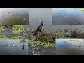 FIZ LINDAS IMAGENS DAS AVES COM O DRONE NA LAGOA MAIS UMA VEZ E GAMBÁ FUGINDO DO CANGAMBA