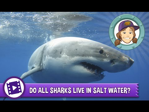 Animal Jam - Ask Tierney: Do all sharks live in salt water?