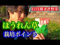 12月種まき野菜『ほうれん草の育て方と成功ポイント』【土づくり・発芽率UP・追肥・排除型・直根】