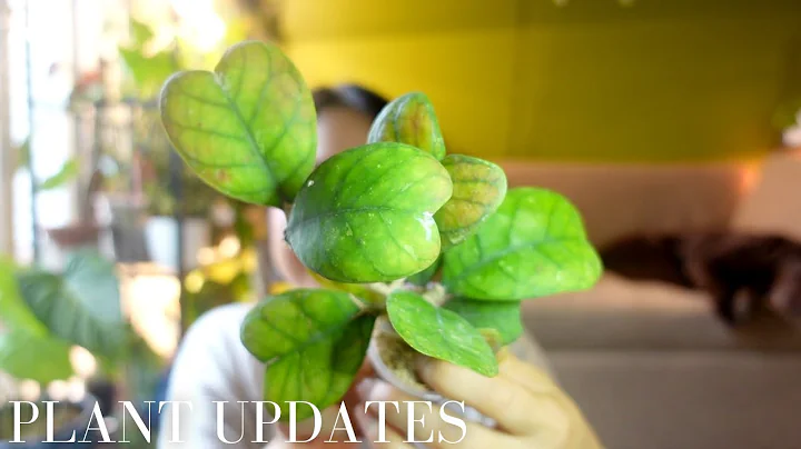 Plant Updates: Imported Hoyas, Rerooted Hoyas and Some Aroids