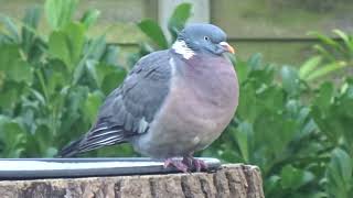 Peter the pigeon 6  the thinker. Can he share his thoughts?