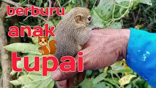 cara Berburu anakan tupai 🐿️