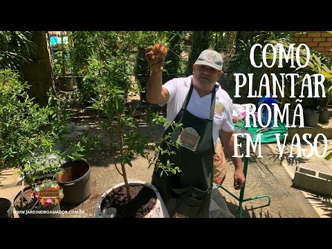 Vídeo: Como Cultivar Romã Em Casa