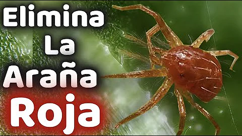 ¿Cómo es una infestación de araña roja?