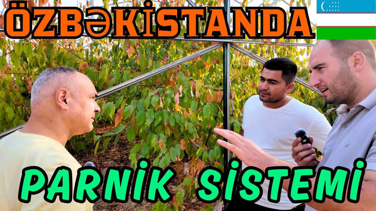 PARNİKDƏ GİLAS YETİŞDİRMƏK OLARMI ?