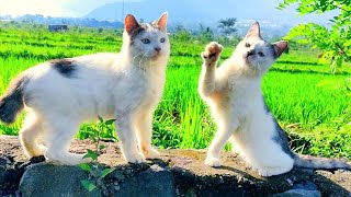 TWO 😸🐱CAT CUTE - PLAY WITH CAT -BILLI KARTI MEOW MEOW- kittens cats funniest - Animal Funny- VS 016 by ANIMALS 22 352 views 8 days ago 3 minutes, 6 seconds