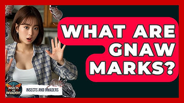 What Are Gnaw Marks? - Insects and Invaders