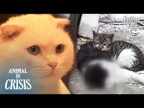 Video: How The Cat Appeared