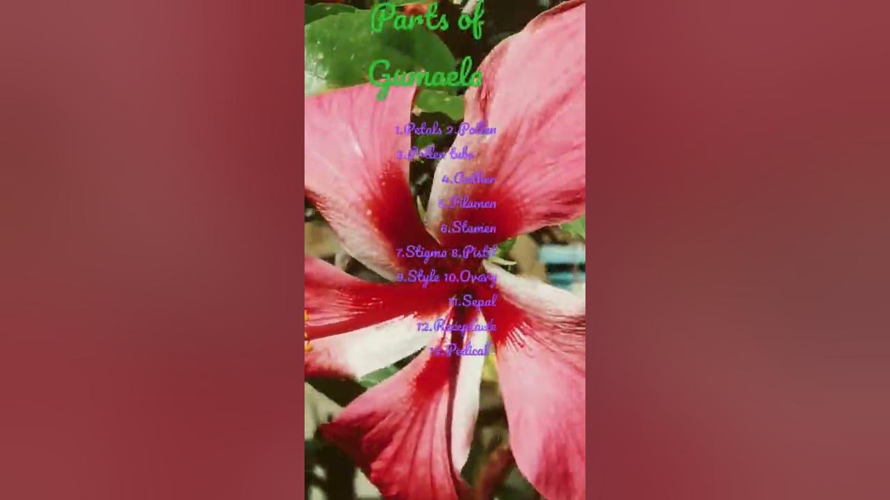 Gumamela Flowers and Parts YouTube