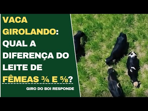 VACA GIROLANDO: QUAL A DIFERENÇA DO LEITE DE FÊMEAS ¾ e ⅝?