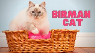 Birman Cat | What Makes the Birman Cat SO Special?! by Pets&Paws 2,521 views 1 year ago 7 minutes, 37 seconds