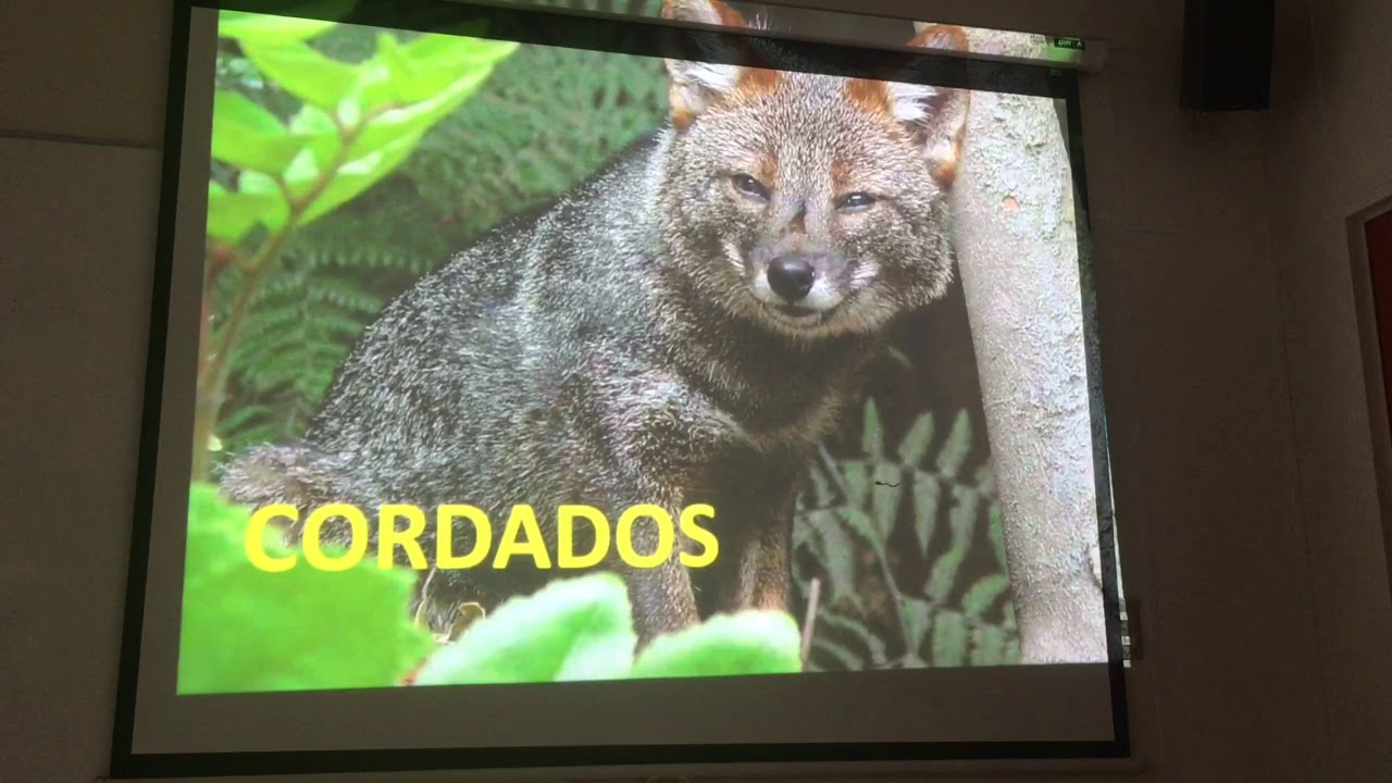 Zoología hemicordados y cordados