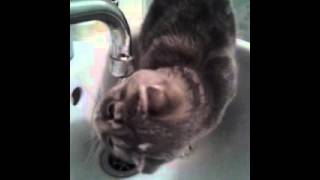 Кошка Соня принимает ванную в раковине! Кошка Соня принимает ванную в раковине!