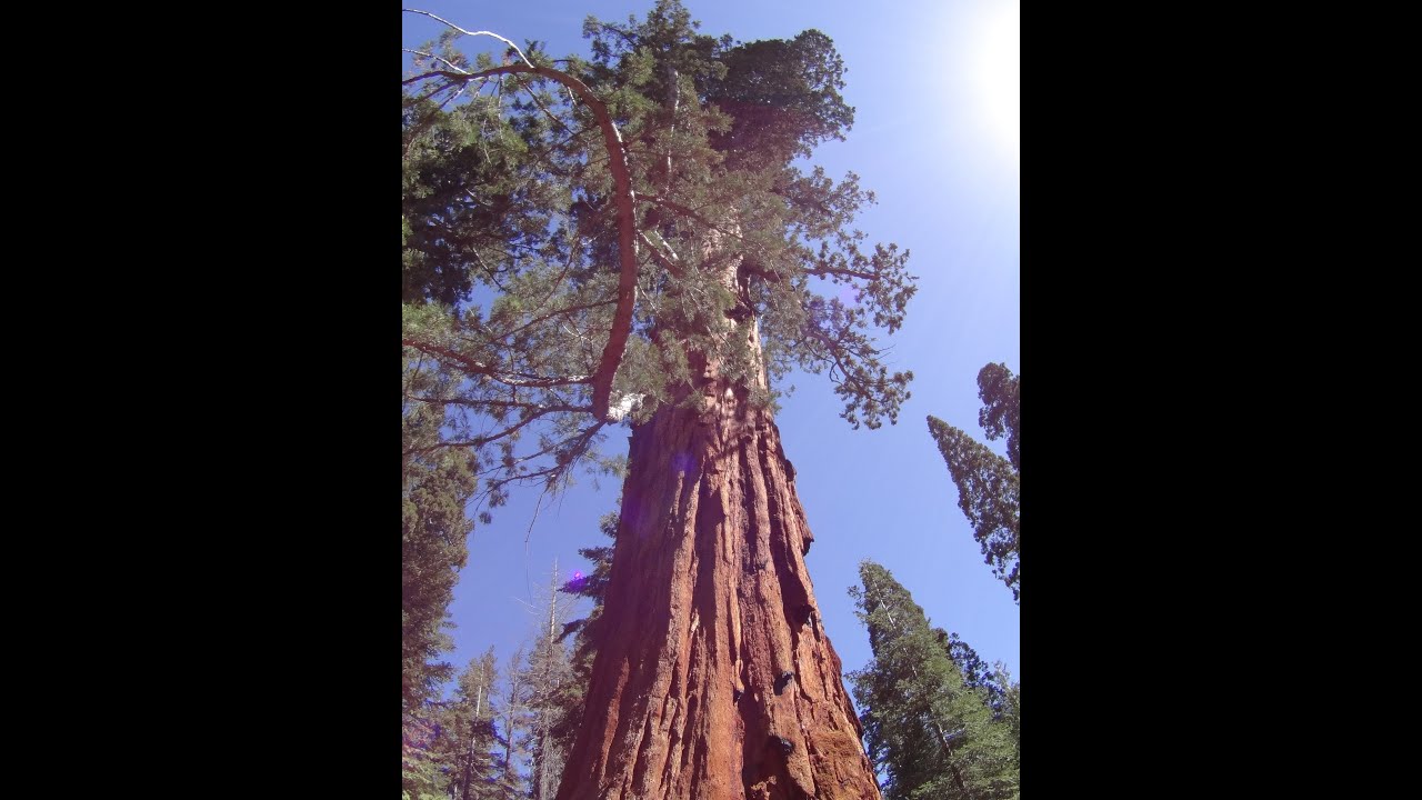 The trail of the 100 giants