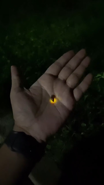 விண்மீன் பூச்சி 🐝 Fire flies #fireflies #shorts #trending #trend
