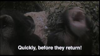 one clever chimp