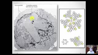 Microbiology - Viruses - Chapter 6 - Part 2 (entire)