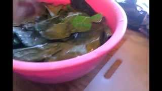 Preparing Bearded Dragon Greens