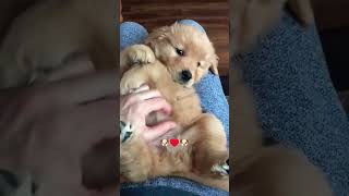 ♥️🐶♥️ Cute Puppy ♥️🐶♥️