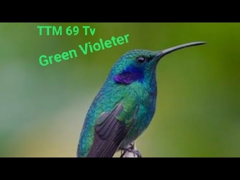 Humming bird//Green violeter 
