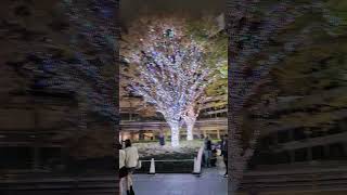 roppongi hills Christmas 2025                      #winter #illumination