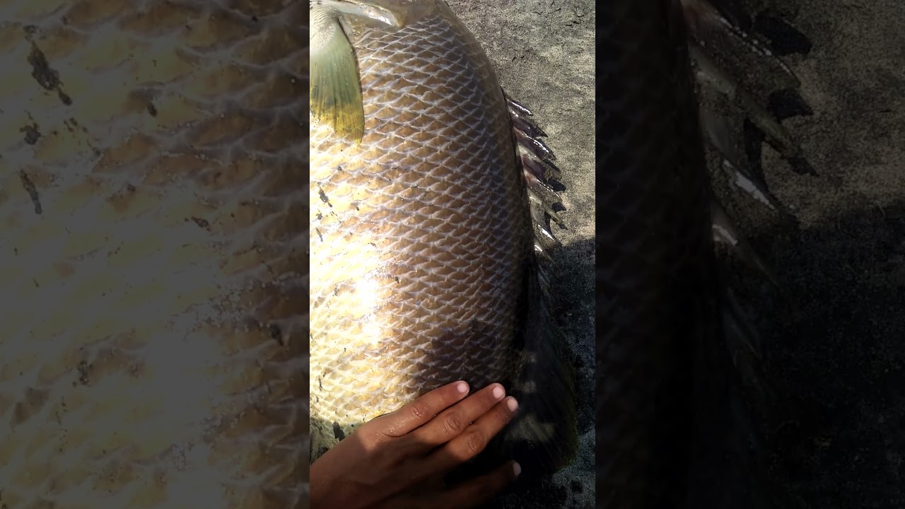 Big spotail, sampe ngos-ngossssan 🎣😁