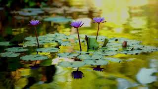 Beautiful Relaxing Music Lily Flower Zen Garden Peaceful Piano  Water ASMR Calming 音楽をリラックス ォーター 平穏