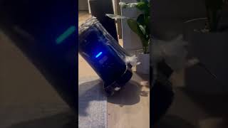 Cat's Playful Rampage on the Food Dispenser