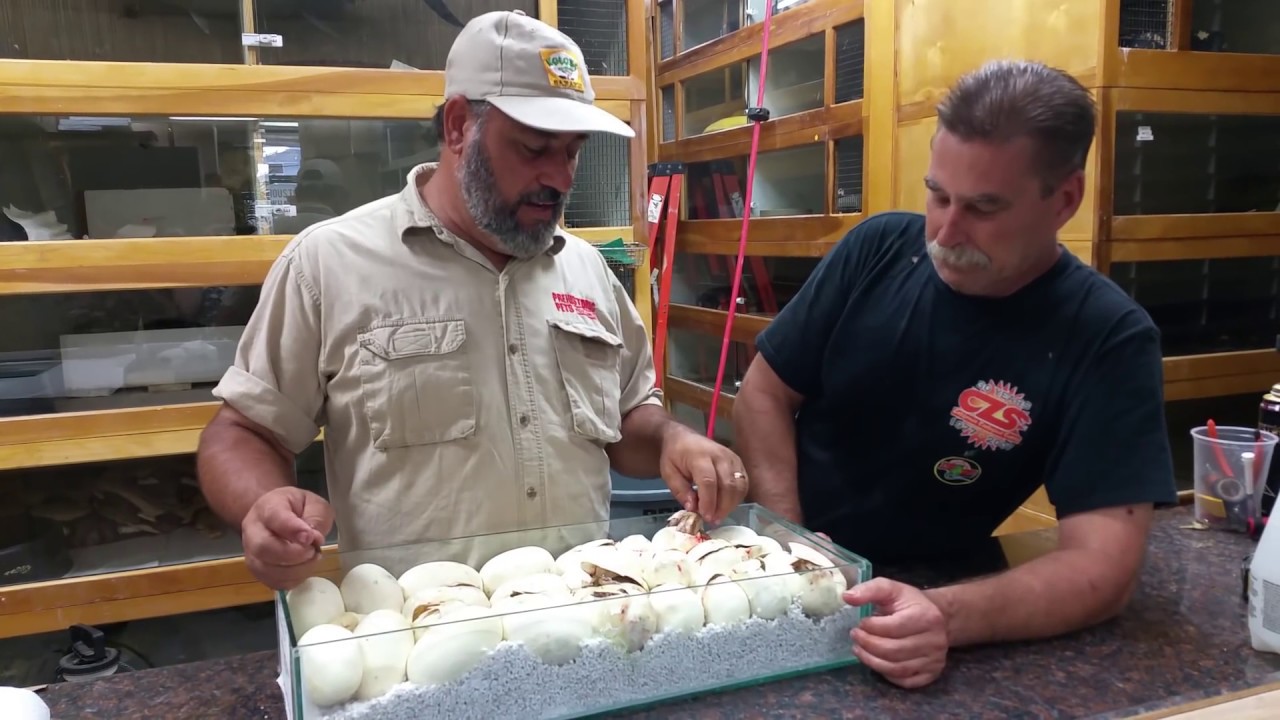 anthrax t shirt Introducing the GRANITRON