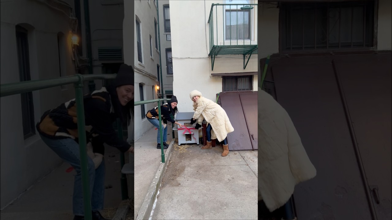 We built another house for the alleycats 🐈🏠🌨️ 