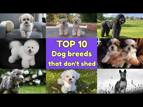 Video: 10 mest populære hypoallergene hund raser