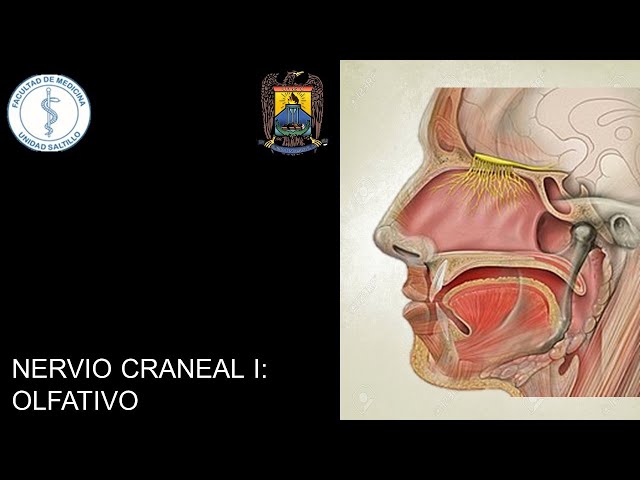 NERVIO OLFATIVO (NERVIO CRANEAL I)