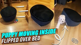 Puppy Moving Inside Her Flipped Over Bed as Owners Laugh