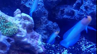 Yellow Headed Jawfish