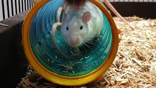 Rat Roll Call