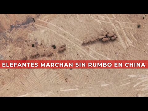 Elefantes marchan sin rumbo en China